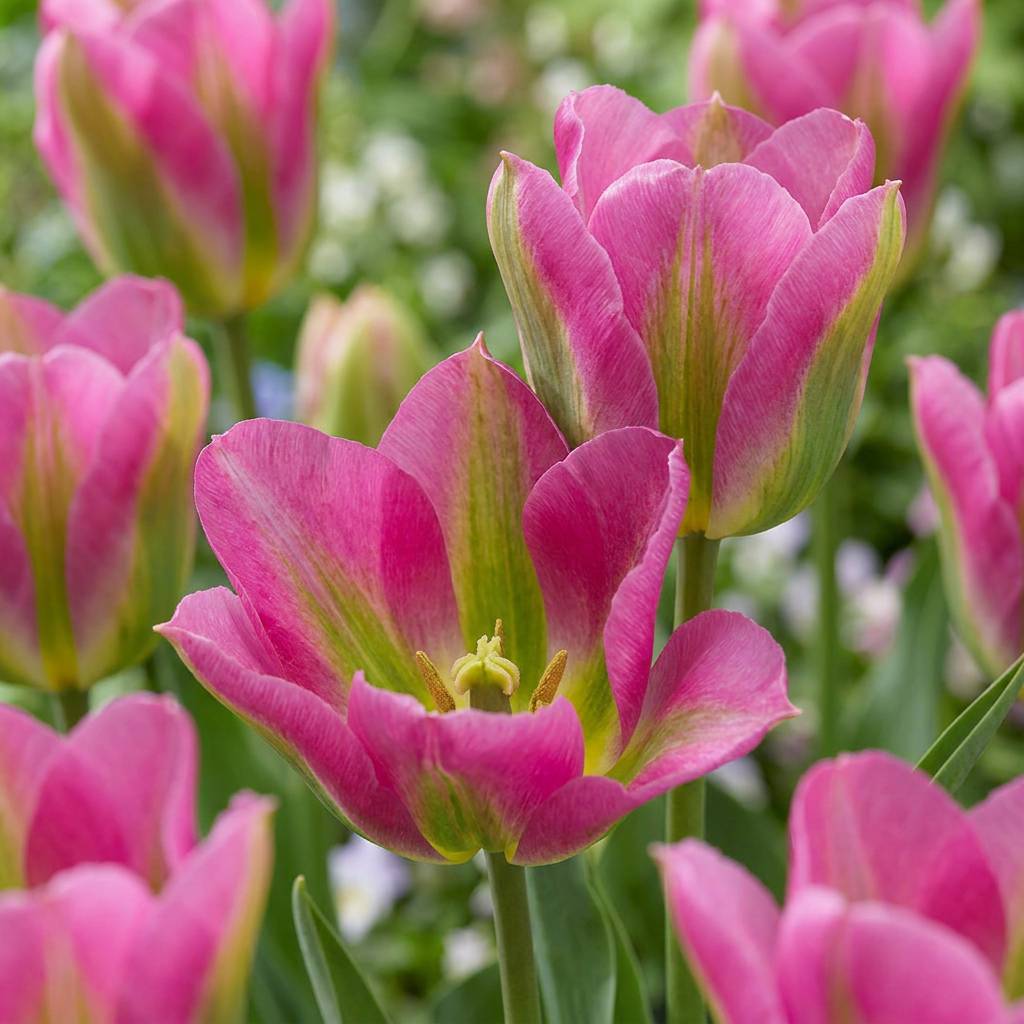 La Green Touch - Tulipe Strawberry Lemonade en mélange - 12 bulbes - calibre 11/12 - Image 1
