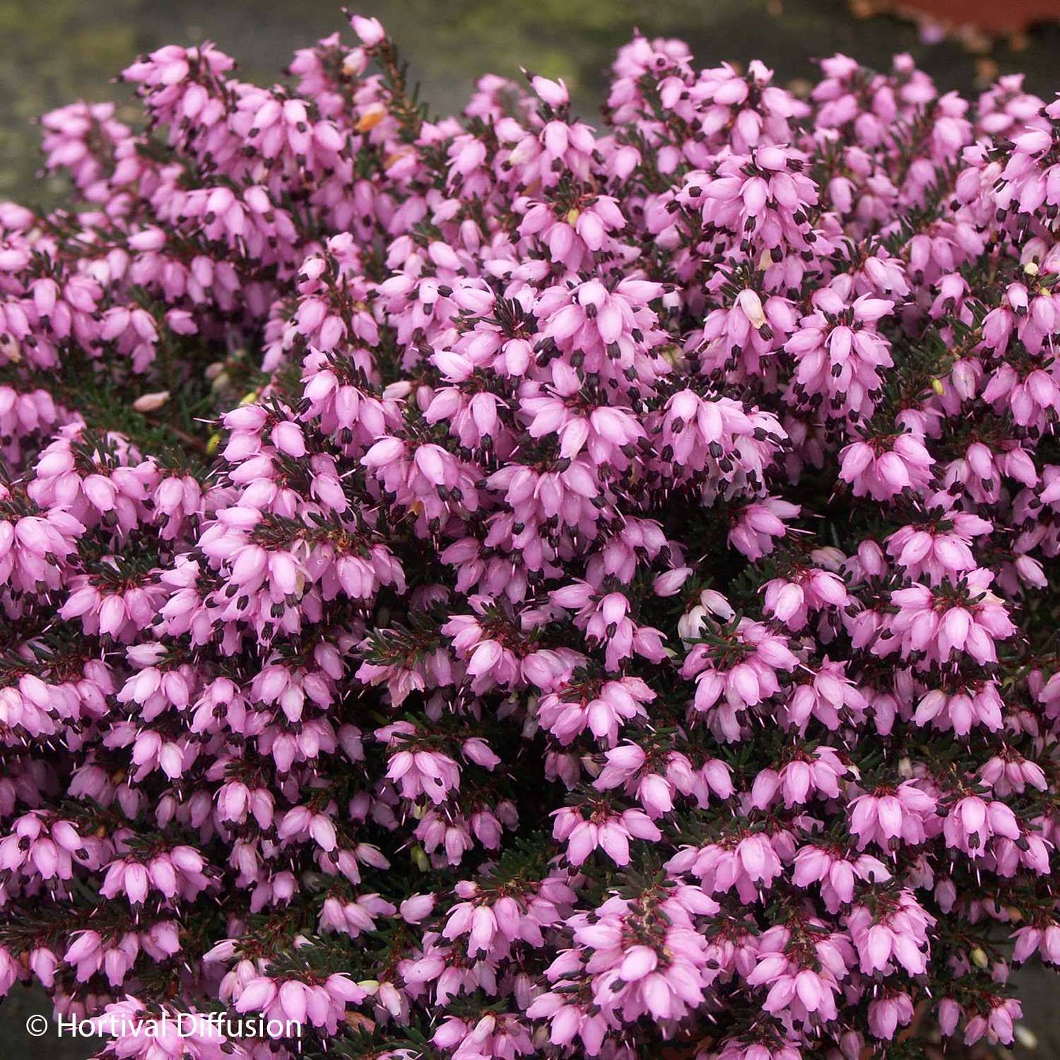 Erica darleyensis Tyann - Bruyère d'hiver Pot de 1L/1,5L