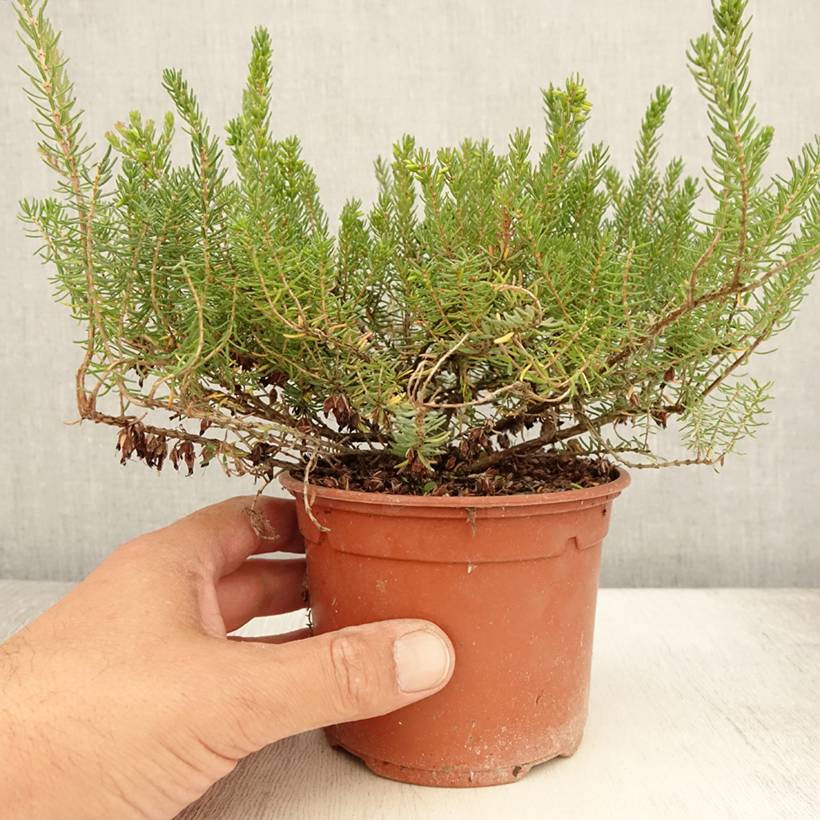 Erica darleyensis Tyann - Bruyère d'hiver Pot de 1L/1,5L - Image 2