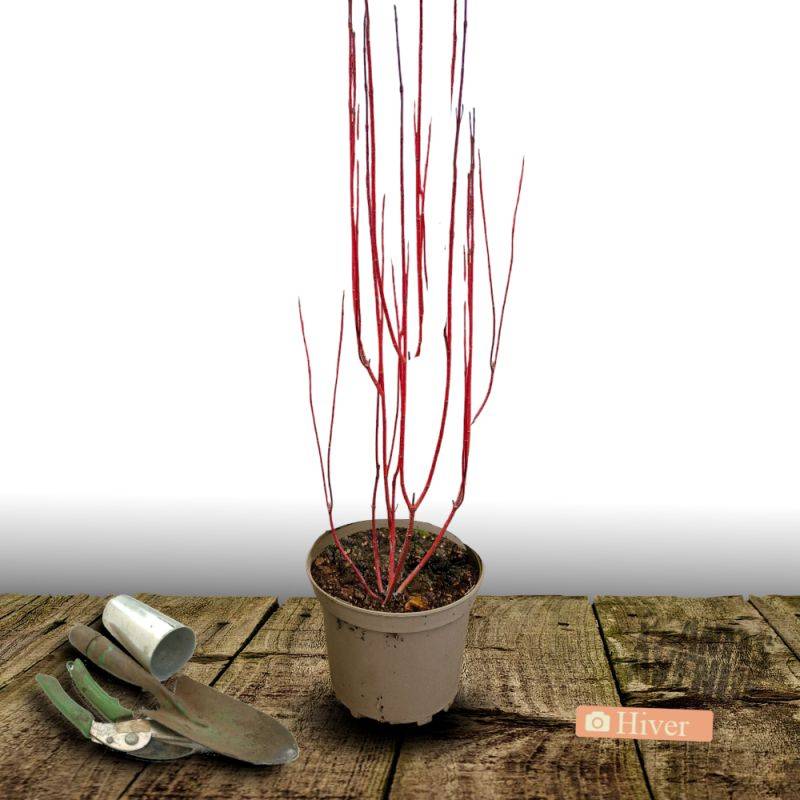 Cornouiller blanc Sibirica, Cornus à fleurs Blanche/ - feuillage Caduc - Pot de 7,5L - 60/80 cm - Imagen 2