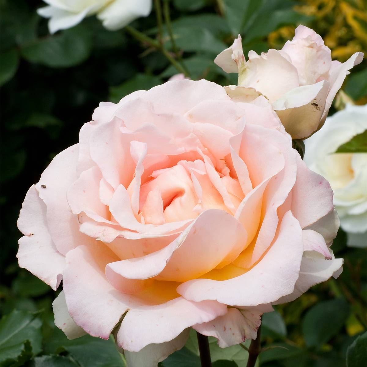 Promesse de Fleurs - Rosier à grandes fleurs Ville de Fontenay-aux-Roses Pot de 4L/5L