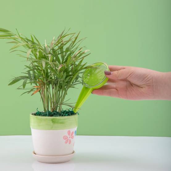 Ensemble d'Outils de Jardinage pour Plantes - IntiMeg - Image 2