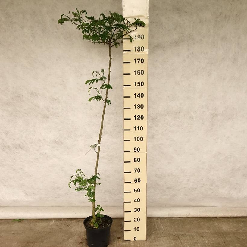 Albizzia Tropical Dream - Arbre à soie Pot de 7,5L/10L - Imagen 2