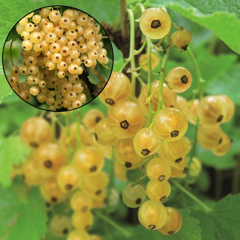 Promesse de Fleurs - Groseillier à grappes blanches Blanka Pot de 1L/1,5L, Buisson