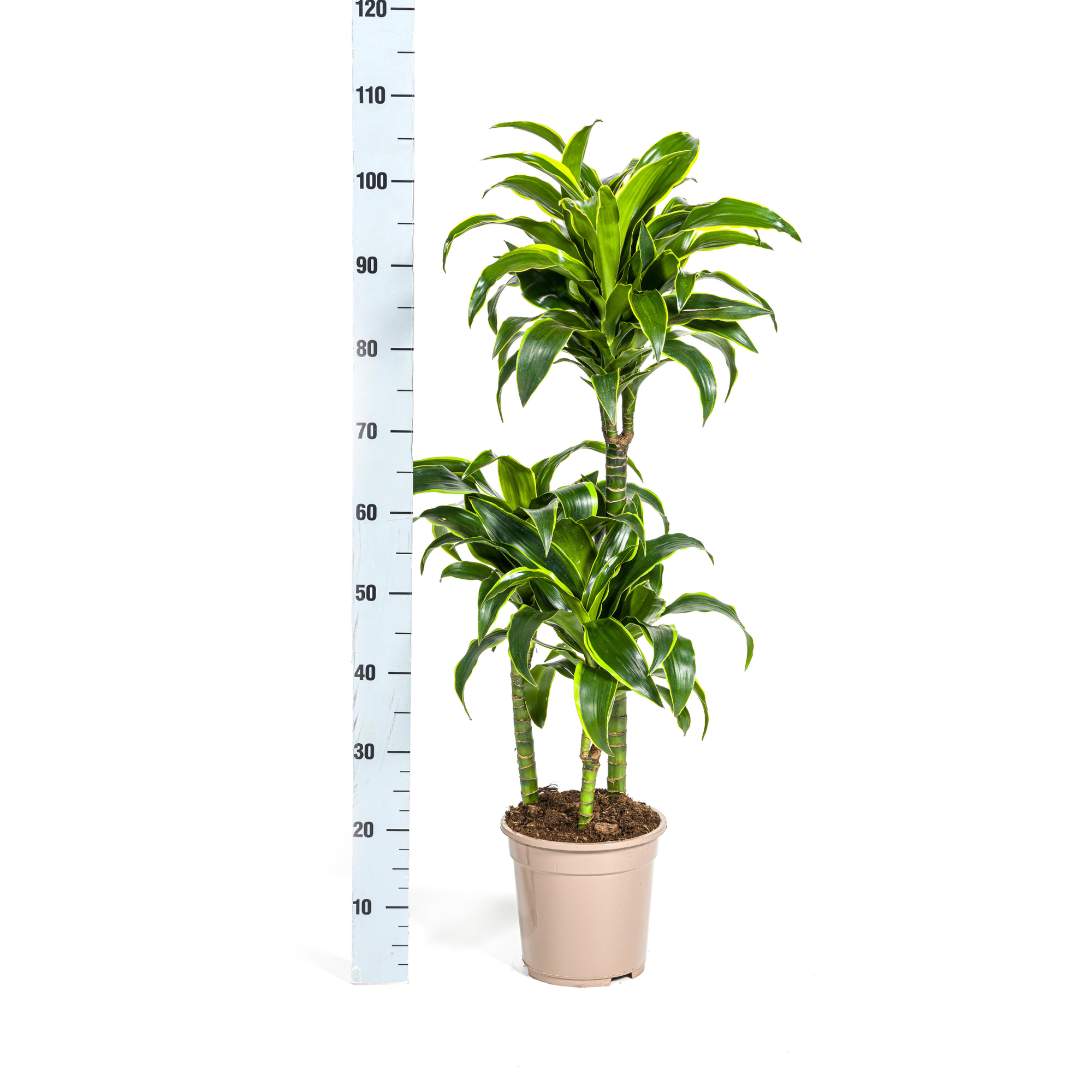 Aglaonema Corn Silk - Pot de 12cm - Plantes d'intérieur - Image 6
