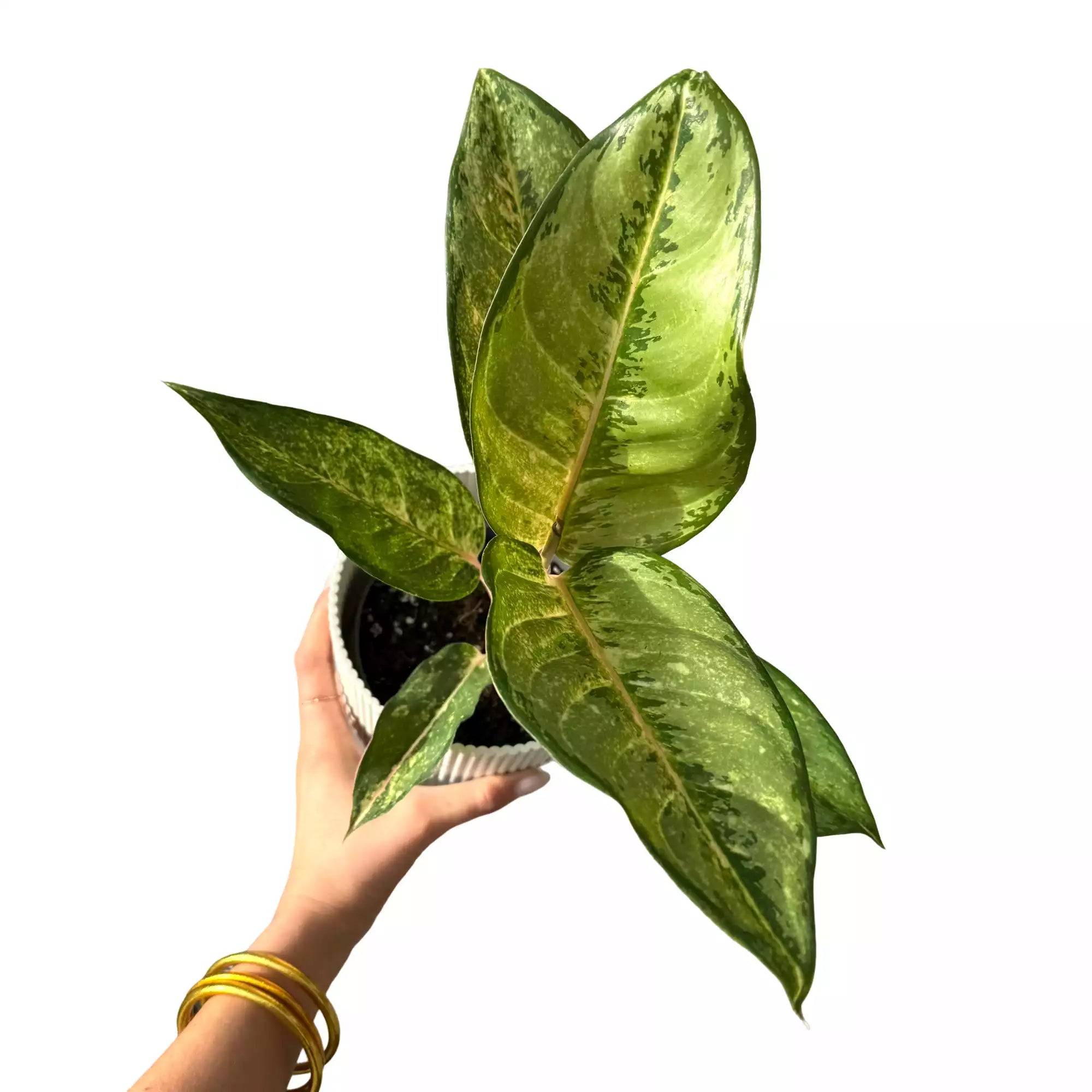 Aglaonema Corn Silk - Pot de 12cm - Plantes d'intérieur - Image 1