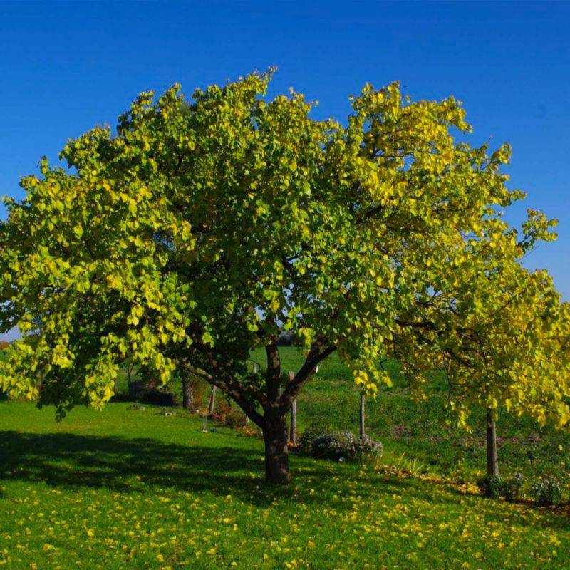 Abricotier 'Bergeron' (Prunus armeniaca 'Bergeron') - Scion de 100cm - Pépinières Naudet - Imagen 2