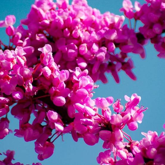 Arbre de judée (Cercis silliquastrum) - Godet - Taille 10/15cm - Pépinières Naudet - Image 1