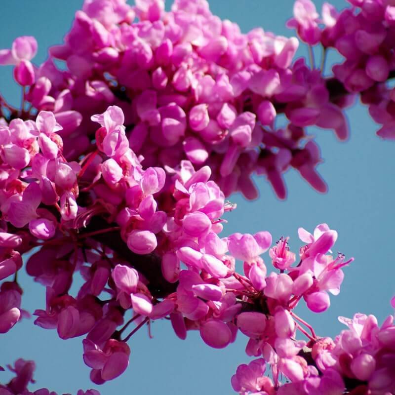 Arbre de judée (Cercis silliquastrum) - Godet - Taille 10/15cm - Pépinières Naudet - Image 4