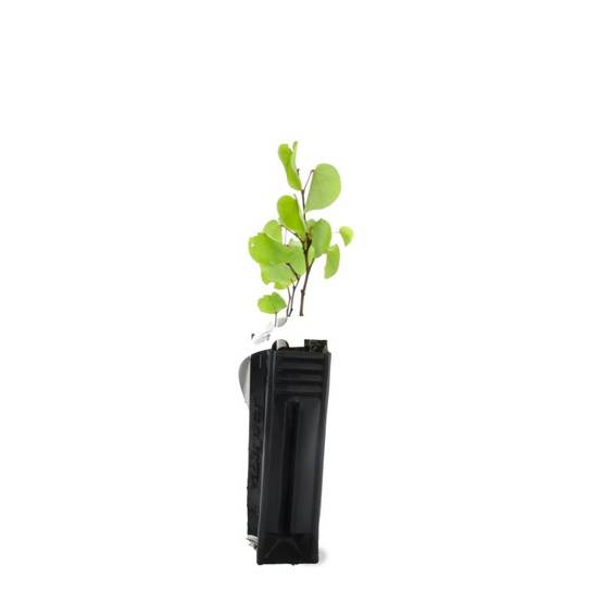Arbre de judée (Cercis silliquastrum) - Godet - Taille 10/15cm - Pépinières Naudet - Image 2