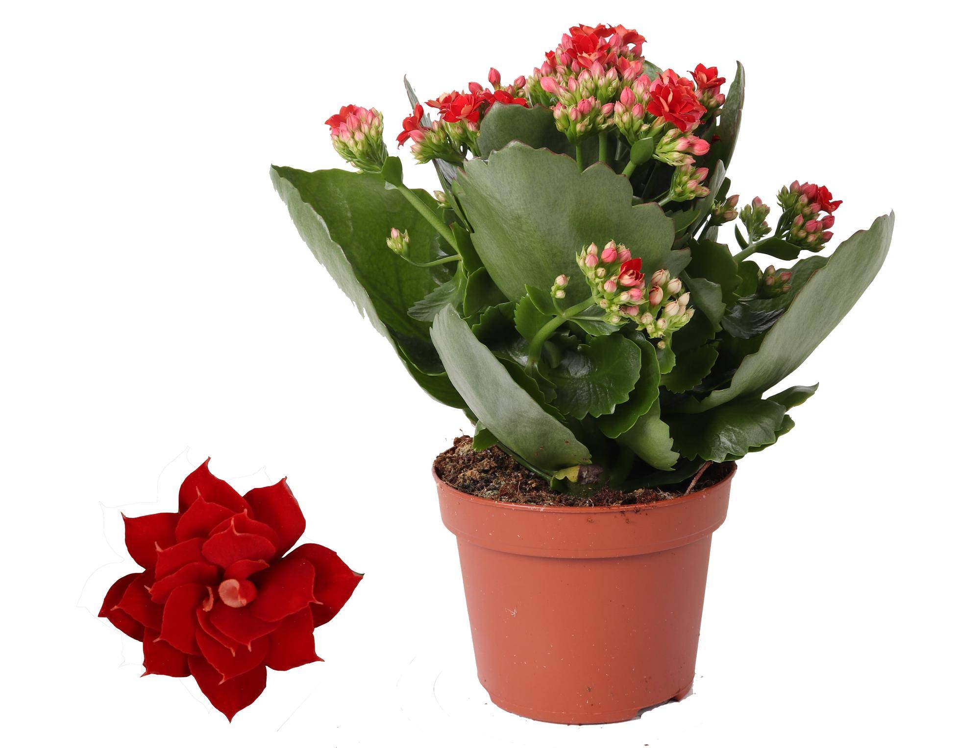 Kalanchoe Rosalina rouge - Ø12cm - ↕27cm - Plantes d’intérieur - Image 1