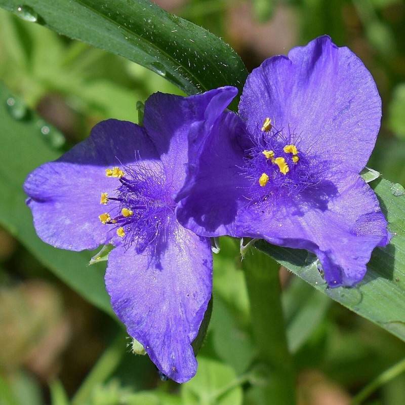 Éphémère de Virginie Zwanenburg Blue à fleurs Bleue/ - feuillage Caduc - Godet - 5/20 cm - Imagen 2