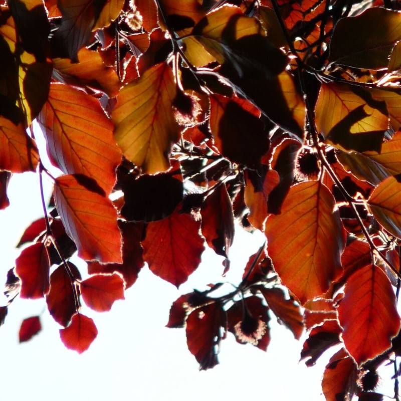 Hêtre commun pourpre pleureur, Fagus - Pot de 15L - Baliveau