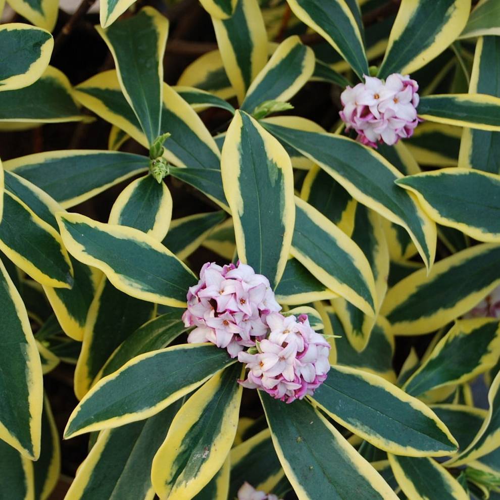 Promesse de Fleurs - Daphne odora Marianni (Rogbret) Pot de 2L/3L