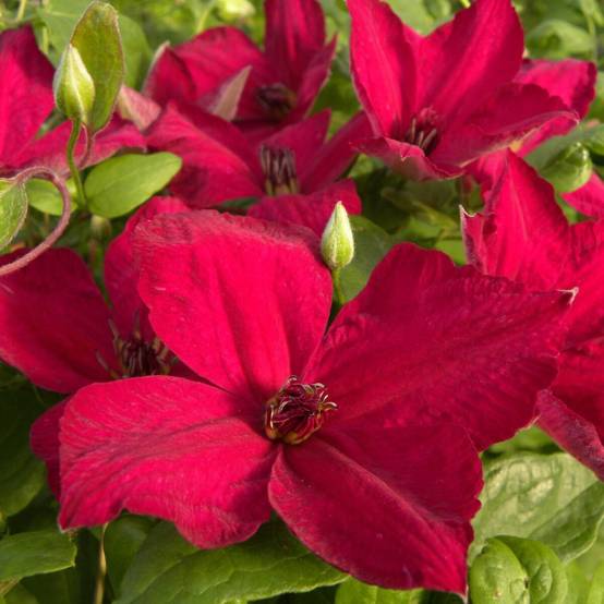 Clématite viticella John Howells® 'Zojohnhowells' à fleurs Rouge - feuillage Caduc - Pot de 1,5L - Tuteur bambou 30/60 cm- hauteur à maturité De 3,00 - Image 1
