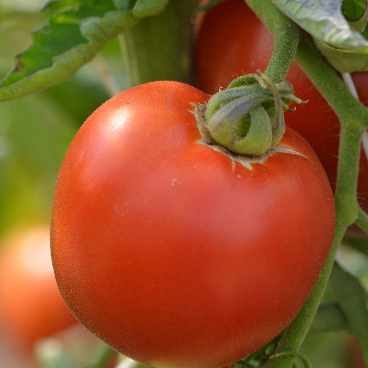 Tomate Burpee Delicious Bio - Ferme de Sainte Marthe le sachet de 50 graines environ