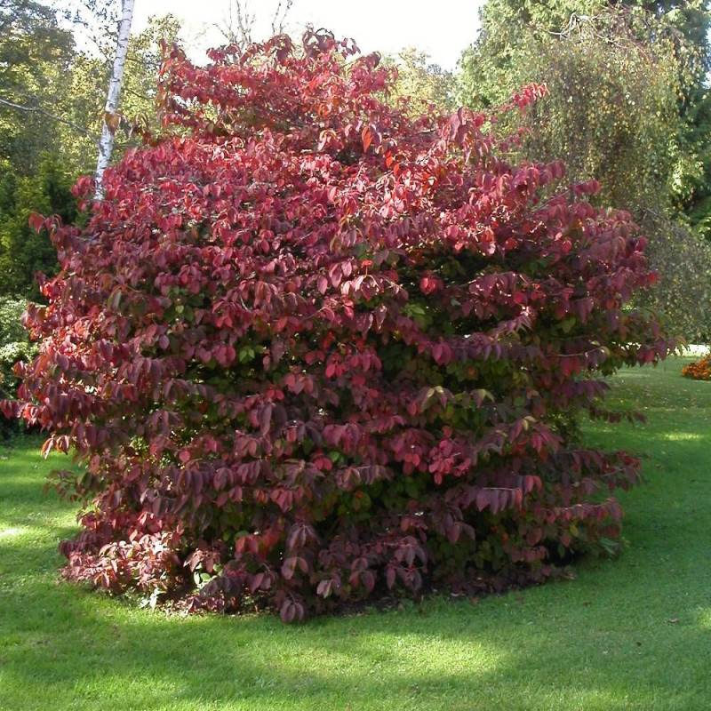 Viorne de Chine Kilimandjaro® Sunrise 'JWW5', Viburnum à fleurs Rose - feuillage Caduc - Pot de 4L - 40/60 cm-  hauteur à maturité De 2,50 m à 3,00 m - Image 1