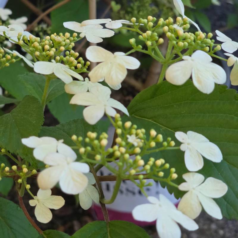 Viorne de Chine Kilimandjaro® Sunrise 'JWW5', Viburnum à fleurs Rose - feuillage Caduc - Pot de 4L - 40/60 cm-  hauteur à maturité De 2,50 m à 3,00 m - Image 2