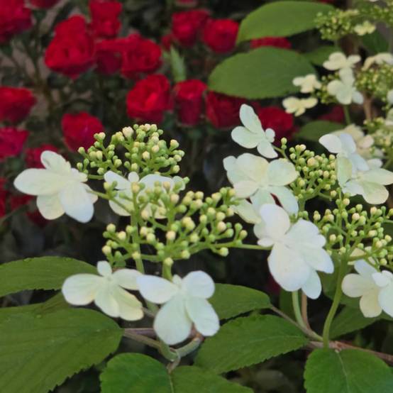 Viorne de Chine Kilimandjaro® Sunrise 'JWW5', Viburnum à fleurs Rose - feuillage Caduc - Pot de 4L - 40/60 cm- hauteur à maturité De 2,50 m à 3,00 m - Image 4