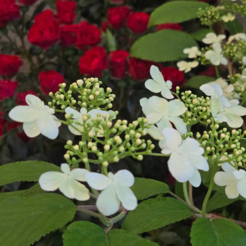 Viorne de Chine Kilimandjaro® Sunrise 'JWW5', Viburnum à fleurs Rose - feuillage Caduc - Pot de 4L - 40/60 cm-  hauteur à maturité De 2,50 m à 3,00 m - Image 4