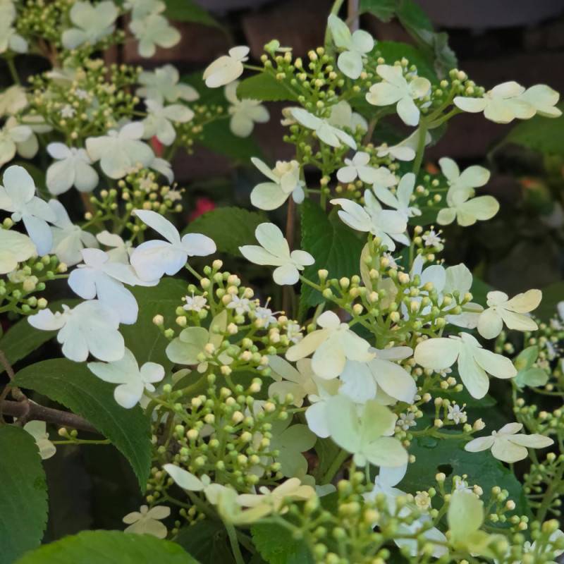 Viorne de Chine Kilimandjaro® Sunrise 'JWW5', Viburnum à fleurs Rose - feuillage Caduc - Pot de 4L - 40/60 cm-  hauteur à maturité De 2,50 m à 3,00 m - Image 3