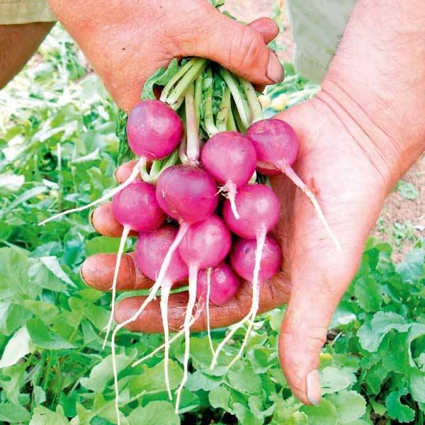 Radis violet Viola le sachet de 500 graines environ (5g)