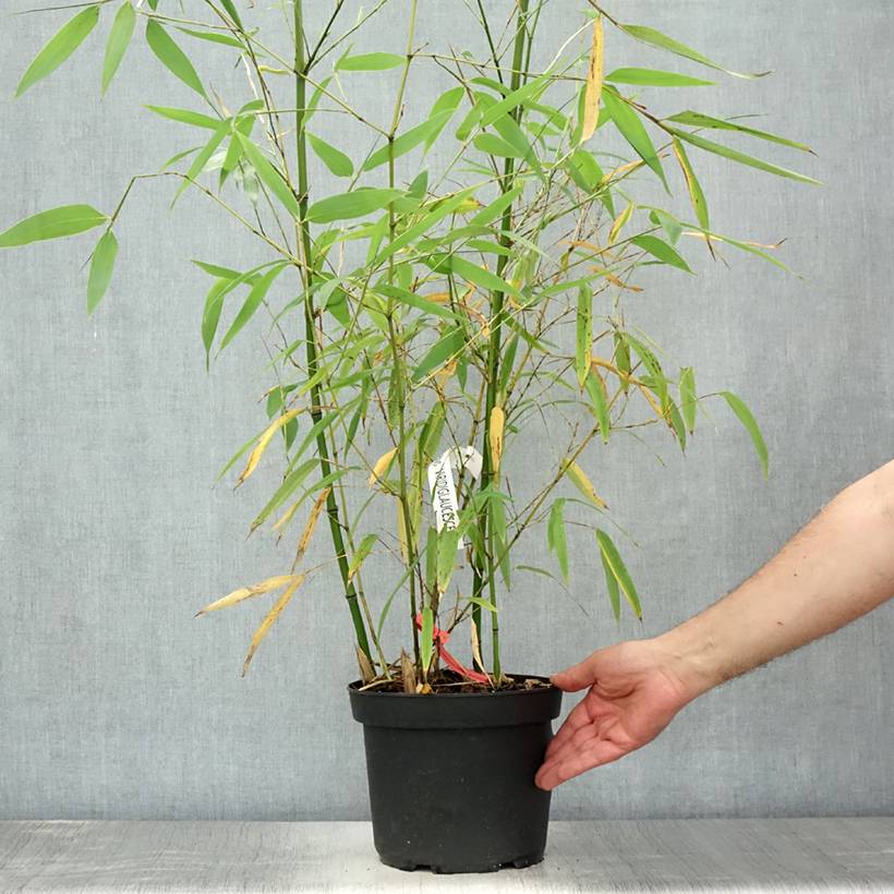 Promesse de Fleurs - Phyllostachys viridiglaucescens - Bambou géant Pot de 4L/5L - Image 2