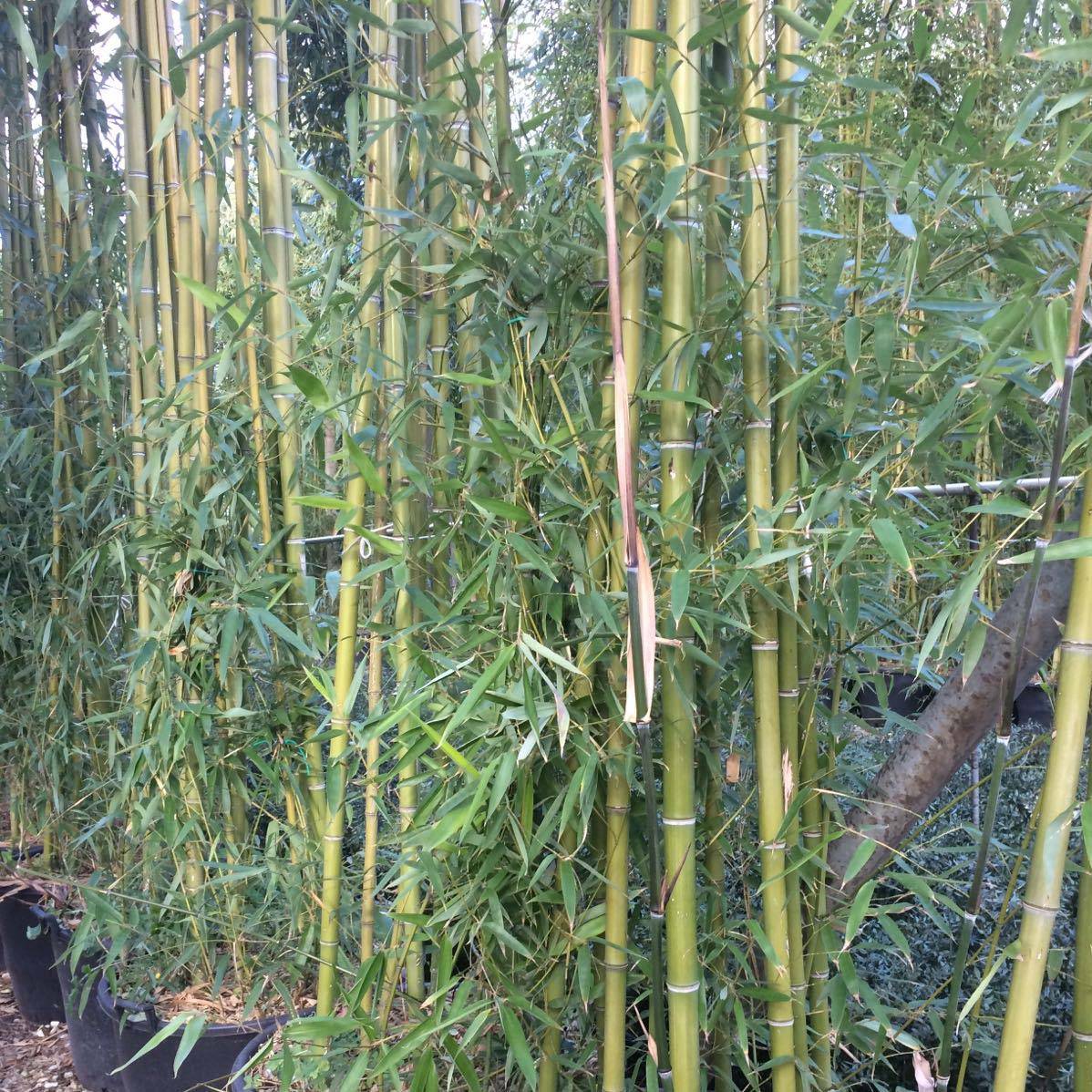 Phyllostachys viridiglaucescens - Bambou géant Pot de 4L/5L