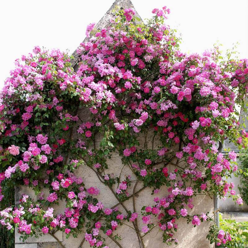 Rosier Liane 'Solvay' ® (Rosa 'Solvay' ®) - Racines nues - Taille 20 à 30cm - Pépinières Naudet - Imagen 4