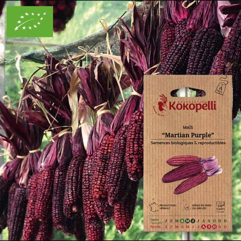 Association Kokopelli - Maïs Martian Purple- Graines bio à semer - Image 1