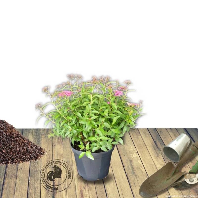 Spirée du Japon Little Princesse, Spiraea à fleurs Rose - feuillage Caduc - Pot de 3L - 20/40 cm-  hauteur à maturité De 0,50 m à 1,00 m - Imagen 4