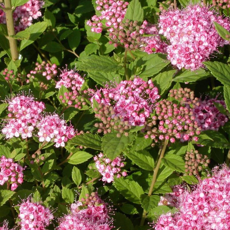 Spirée du Japon Little Princesse, Spiraea à fleurs Rose - feuillage Caduc - Pot de 3L - 20/40 cm-  hauteur à maturité De 0,50 m à 1,00 m - Imagen 2