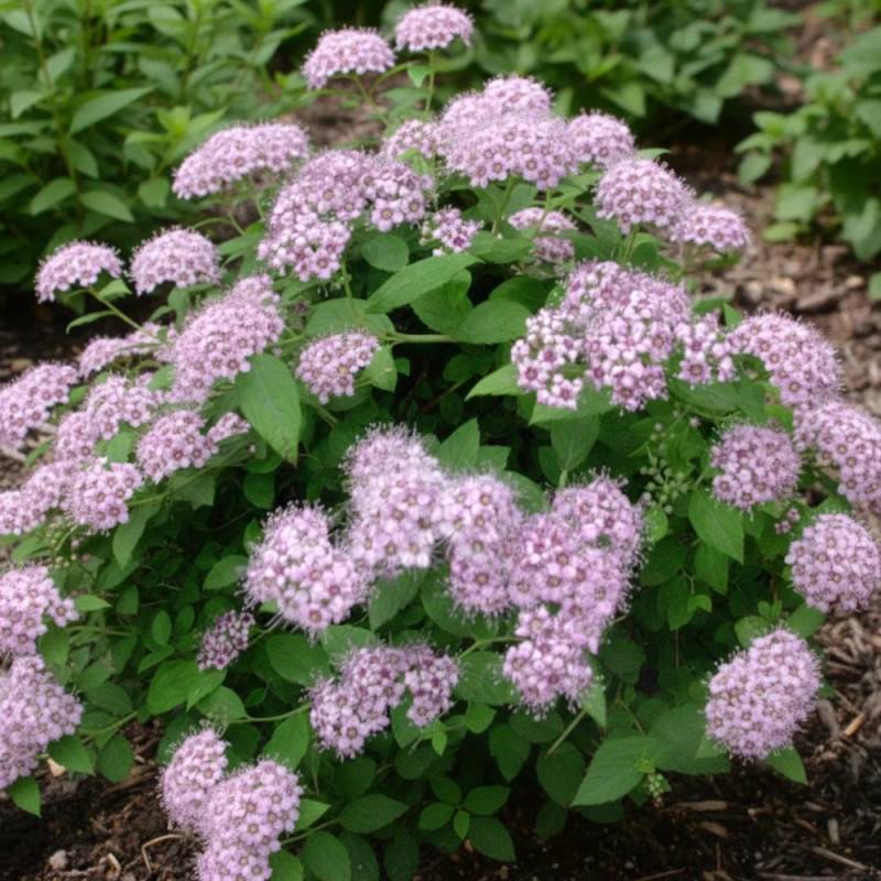 Spirée du Japon Little Princesse, Spiraea à fleurs Rose - feuillage Caduc - Pot de 3L - 20/40 cm-  hauteur à maturité De 0,50 m à 1,00 m - Imagen 6