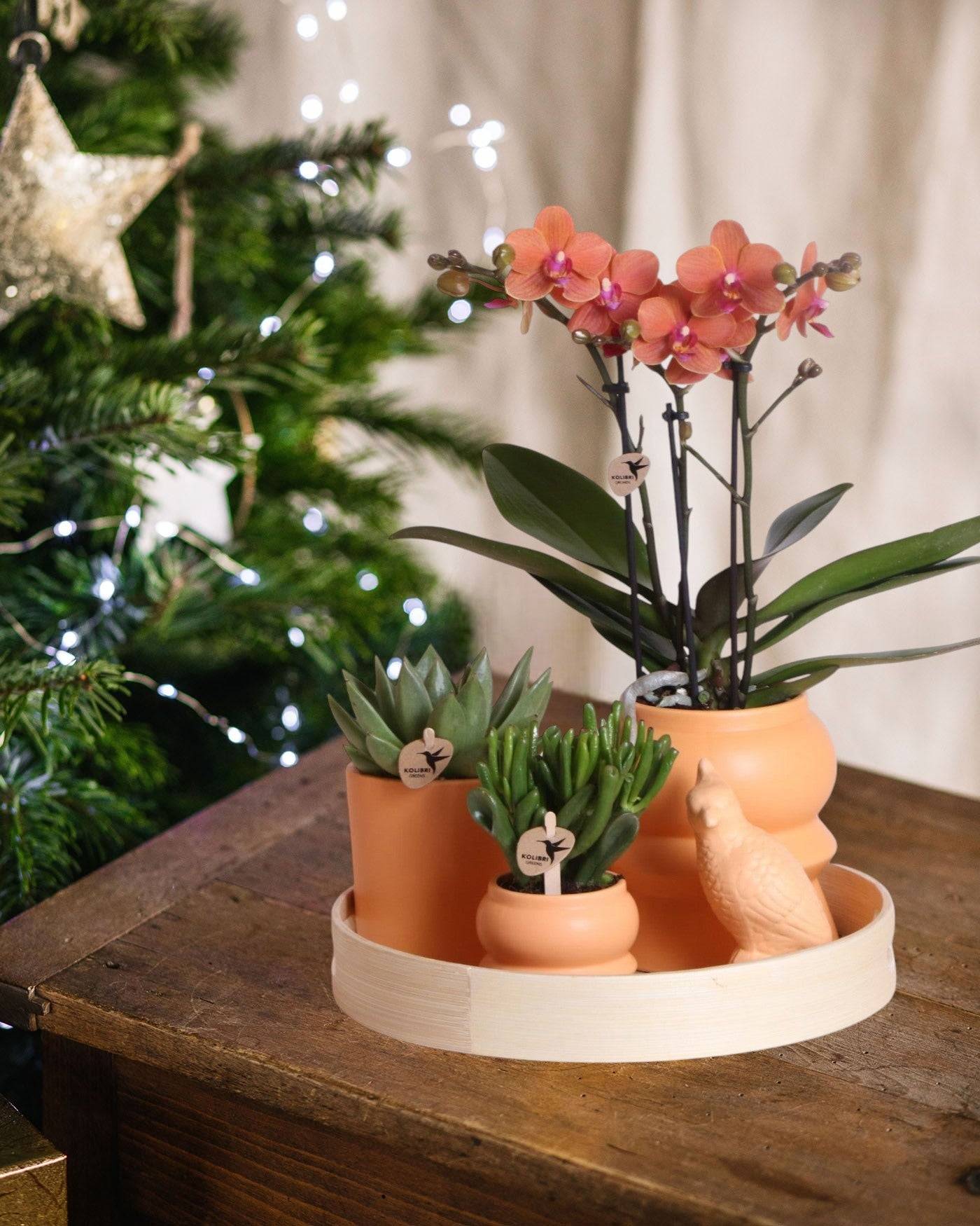 La Green Touch - Coffret d'Orchidée Phalaenopsis orange et plantes grasses et ses caches-pots en céramique- La Green Touch - Imagen 1