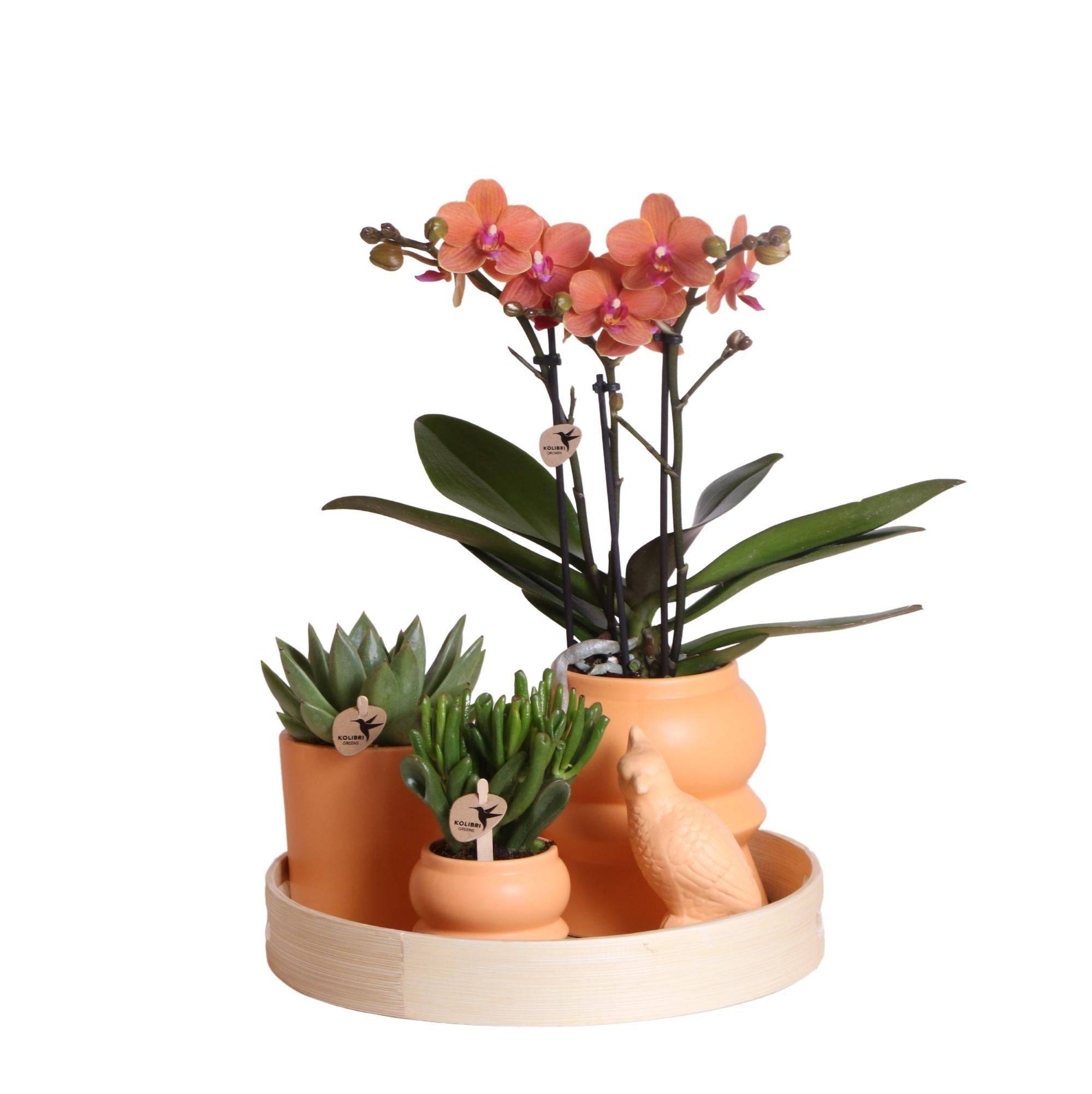 La Green Touch - Coffret d'Orchidée Phalaenopsis orange et plantes grasses et ses caches-pots en céramique- La Green Touch - Imagen 3