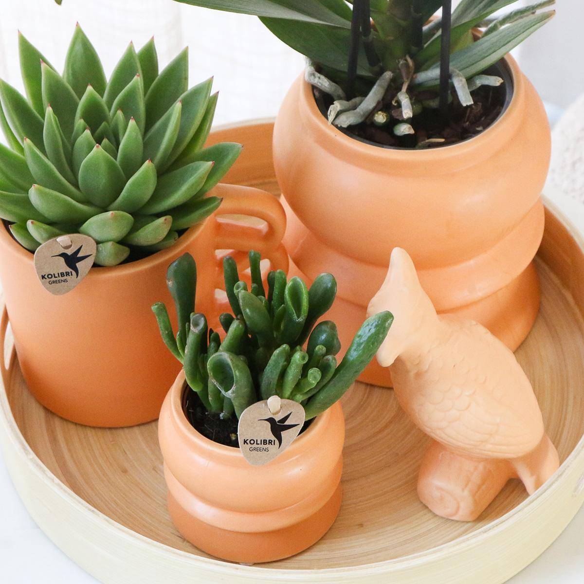 La Green Touch - Coffret d'Orchidée Phalaenopsis orange et plantes grasses et ses caches-pots en céramique- La Green Touch - Imagen 5