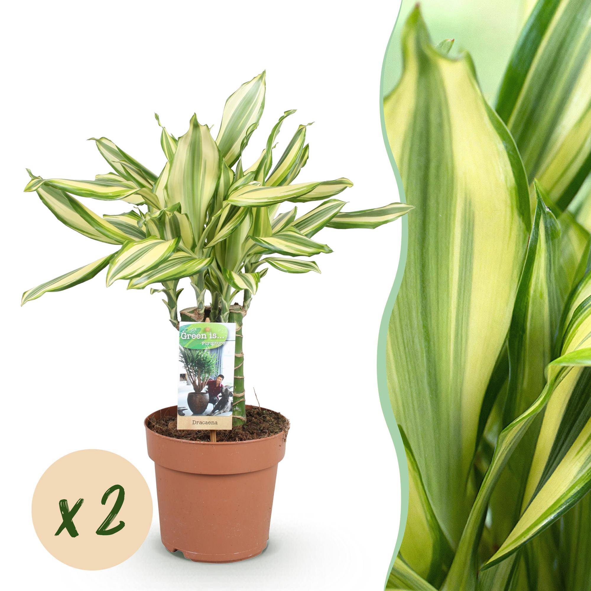 Dracaena fragrans Diamond Dream - Pot de 17cm - Hauteur 50-55cm - 2 plantes - Sans cache-pot - Plantes d'intérieur