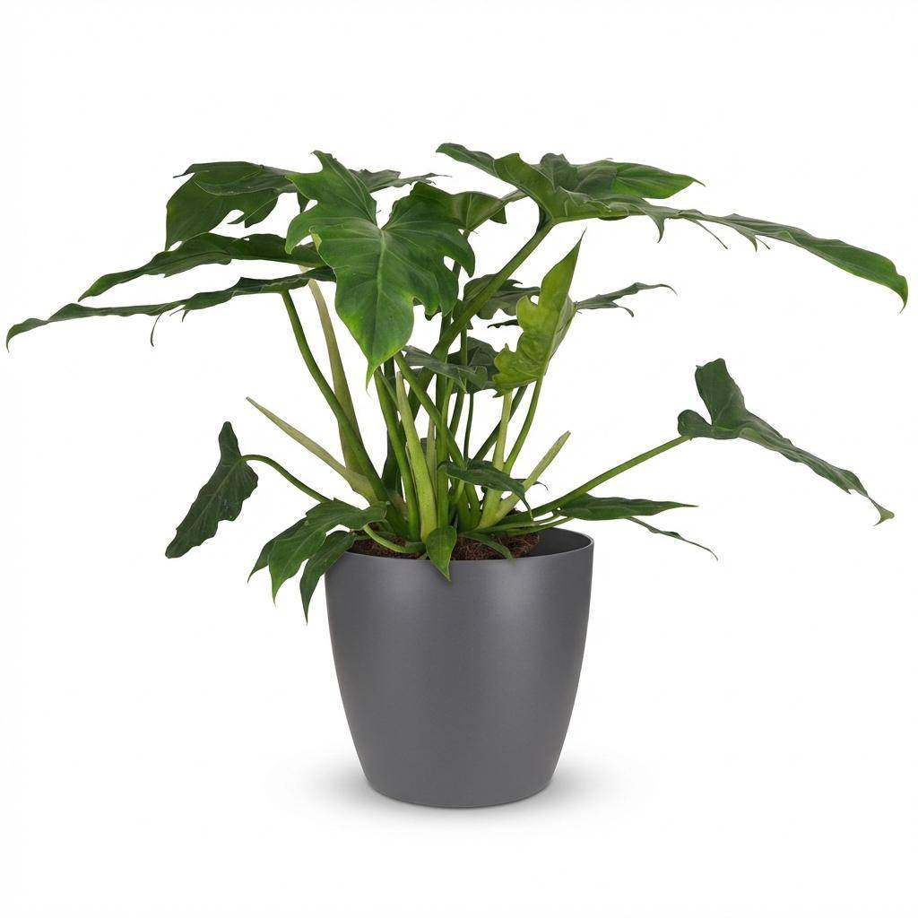 Philodendron Lacerum - Pot de 19cm - Hauteur 65cm - Gris - Plantes d'intérieur