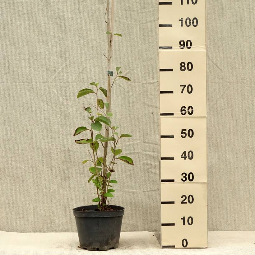 Pterostyrax corymbosa Pot de 3L/4L - Image 2