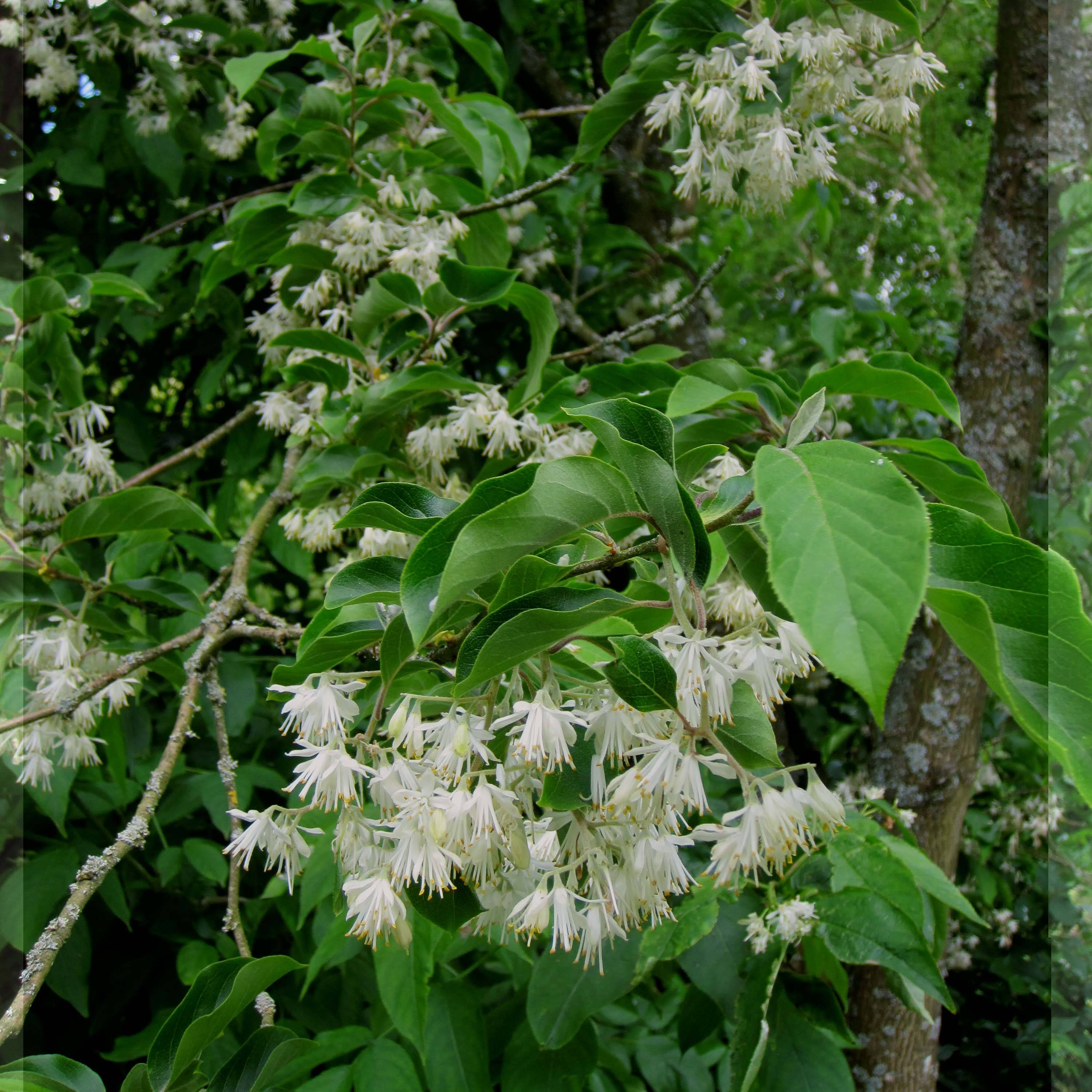 Pterostyrax corymbosa Pot de 3L/4L - Image 1