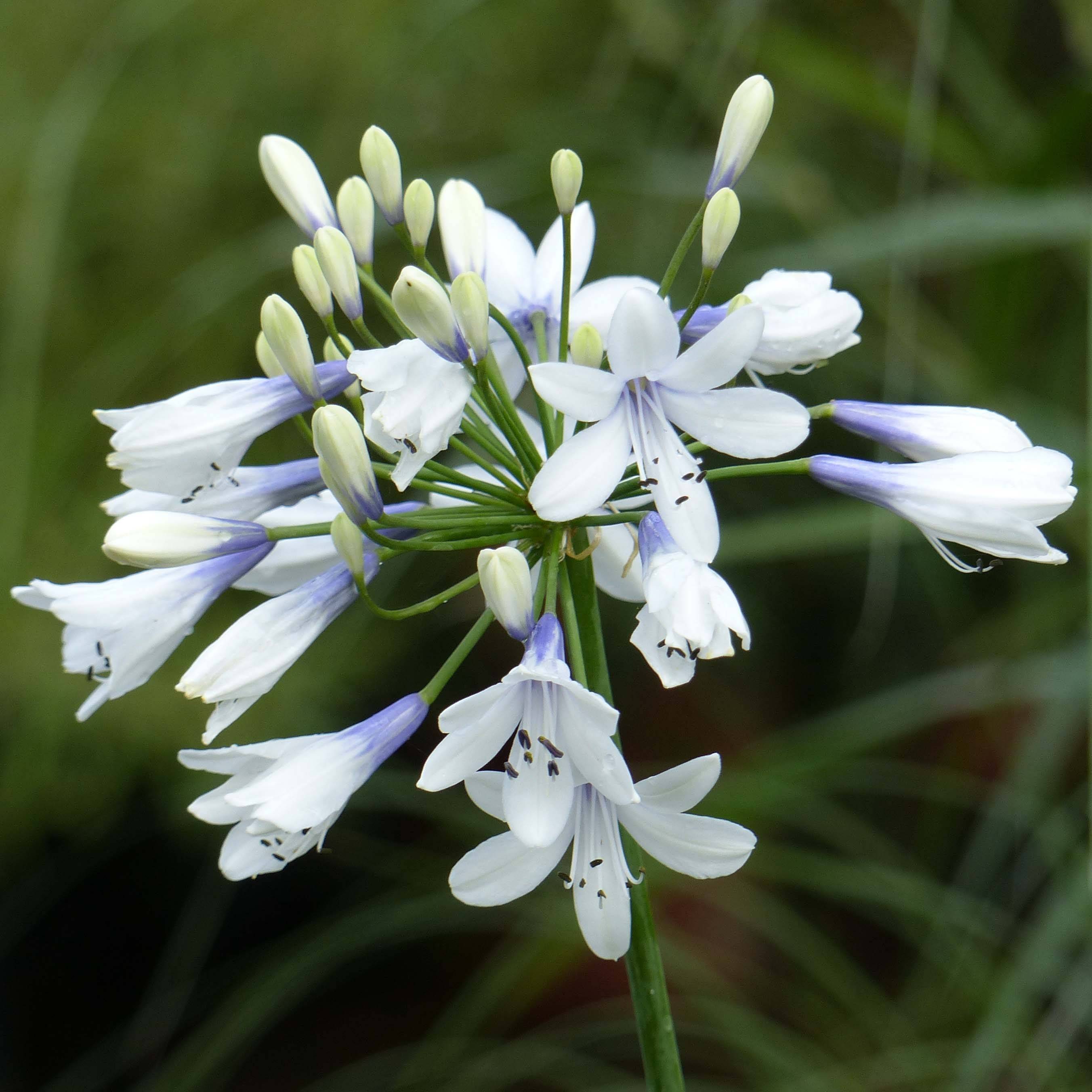 Promesse de Fleurs - Agapanthe Twister Godet de 8/9 cm