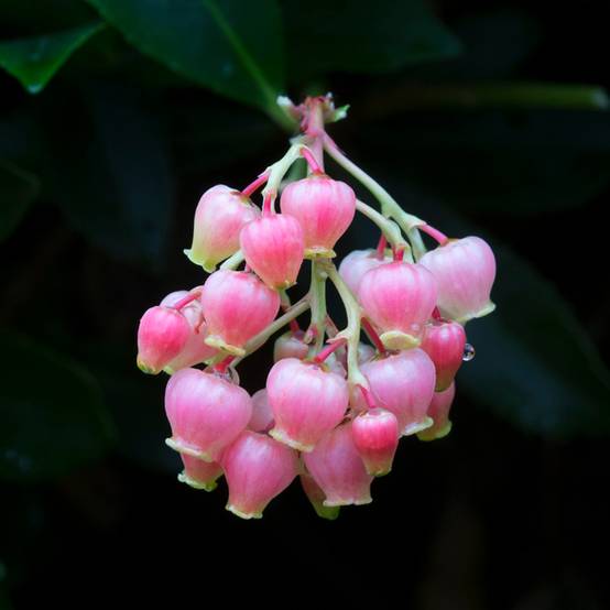 Arbutus unedo Rubra - Arbousier Pot de 3L/4L - Image 1