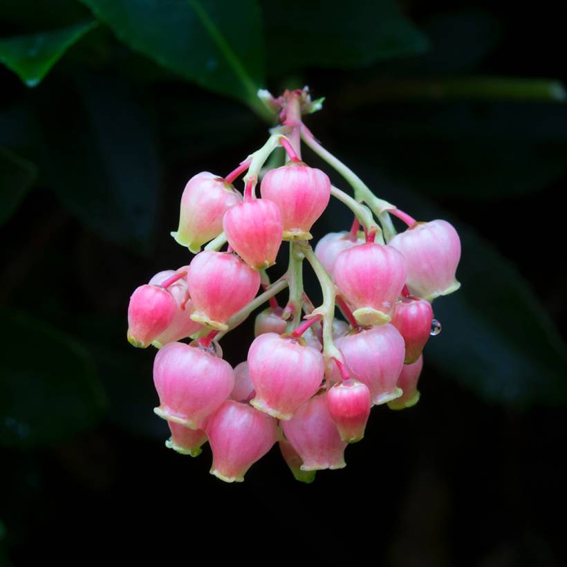 Arbutus unedo Rubra - Arbousier Pot de 3L/4L - Image 1