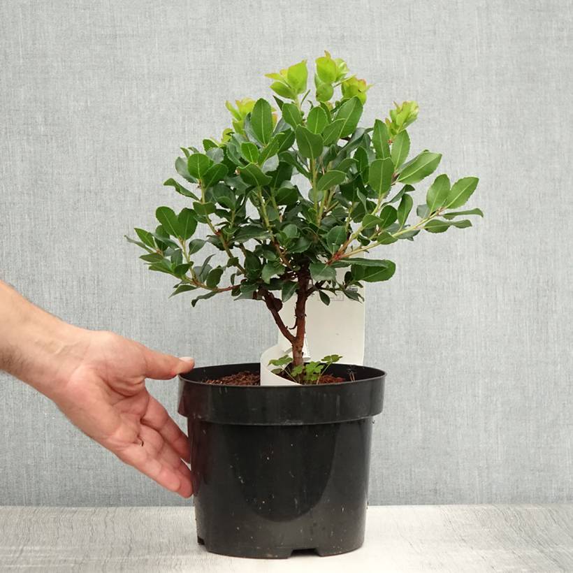 Arbutus unedo Rubra - Arbousier Pot de 3L/4L - Image 2