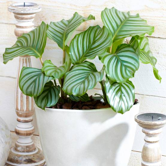 Gardenersdream - Plante Paon Calathea Orbifolia | Plante Pour La Maison Ou Le Bureau | 30-40Cm Avec Pot - GardenersDream - Image 1