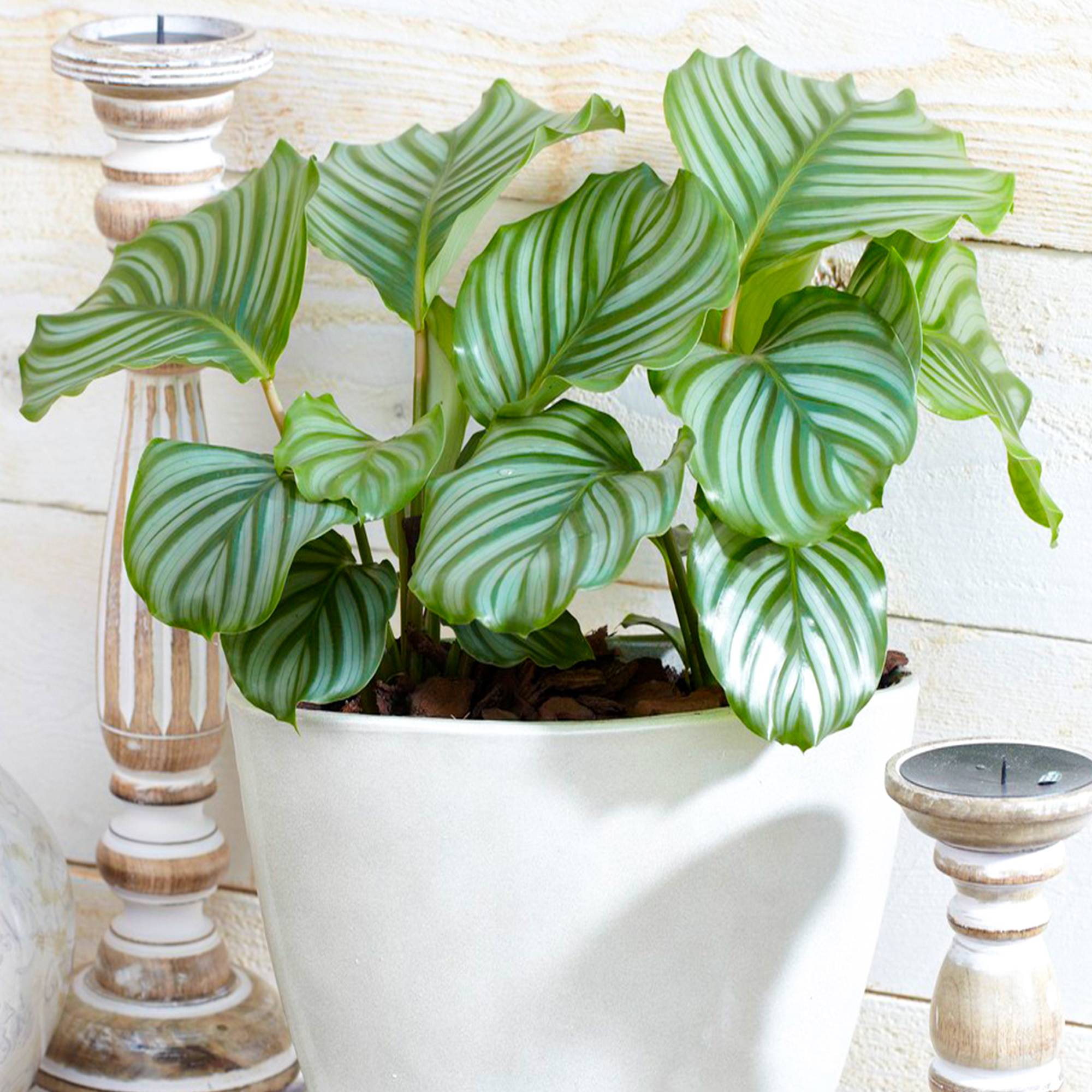 Gardenersdream - Plante Paon Calathea Orbifolia | Plante Pour La Maison Ou Le Bureau | 30-40Cm Avec Pot - GardenersDream - Image 1