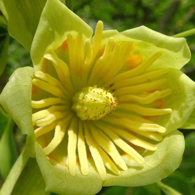 Tulipier de Virginie, Liriodendron à fleurs Blanche - feuillage Caduc - Pot de 25L - 200/250 cm-  hauteur à maturité De 10,00 m à 20,00 m - Image 5