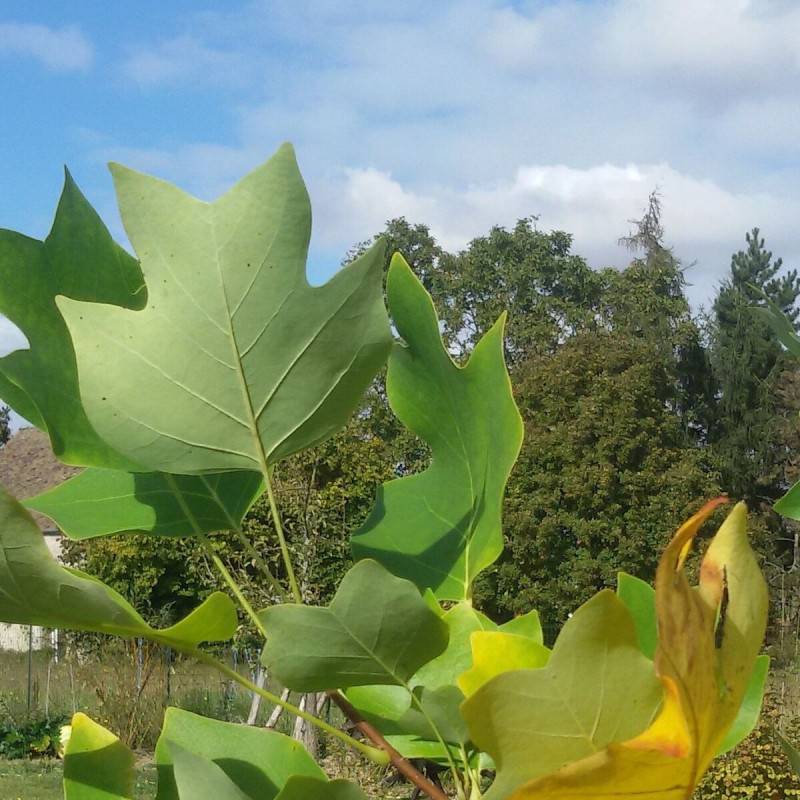 Tulipier de Virginie, Liriodendron à fleurs Blanche - feuillage Caduc - Pot de 25L - 200/250 cm-  hauteur à maturité De 10,00 m à 20,00 m - Image 4