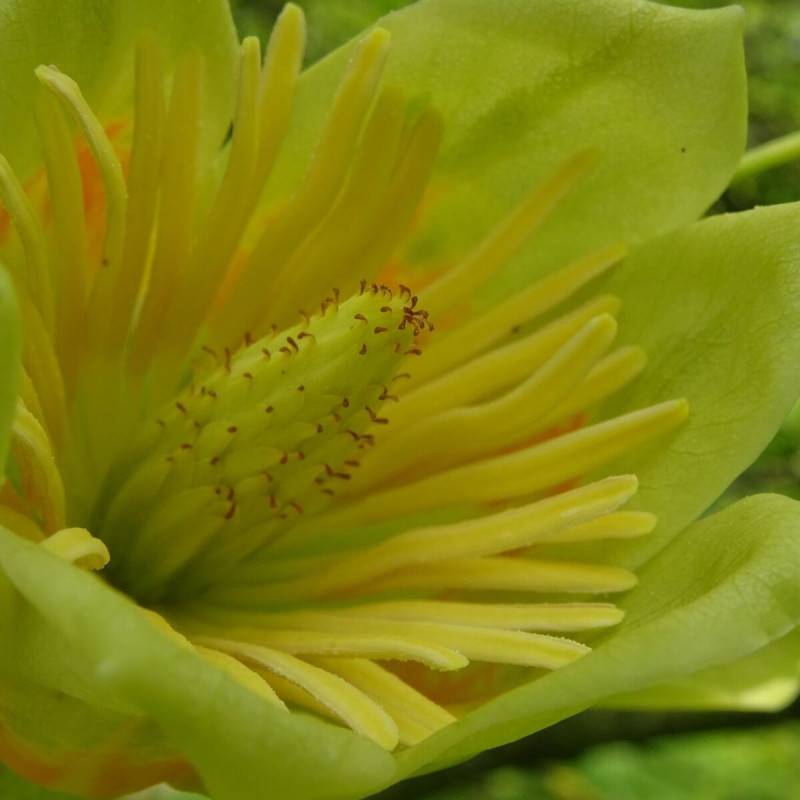 Tulipier de Virginie, Liriodendron à fleurs Blanche - feuillage Caduc - Pot de 25L - 200/250 cm-  hauteur à maturité De 10,00 m à 20,00 m - Image 7