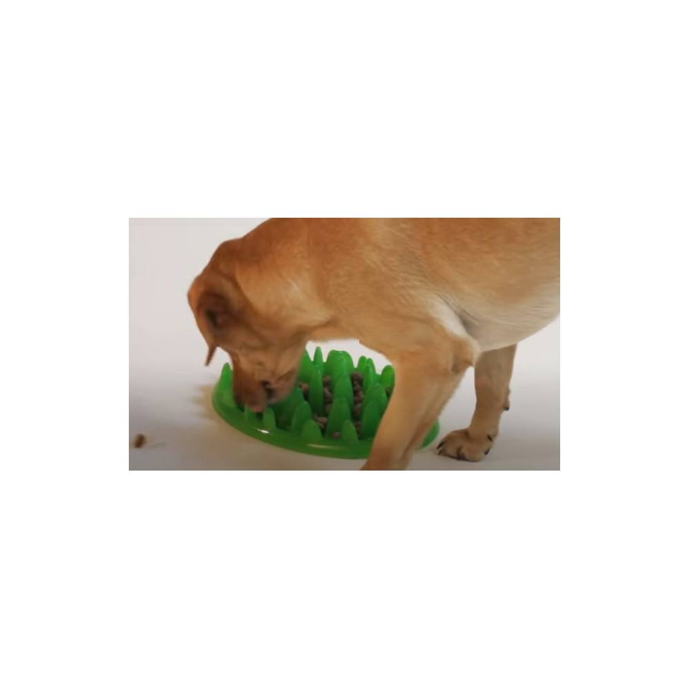 Gamelle plateau anti glouton 29 cm pour chien - Image 3